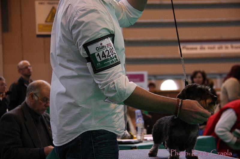 Crufts2011_2 1231.jpg